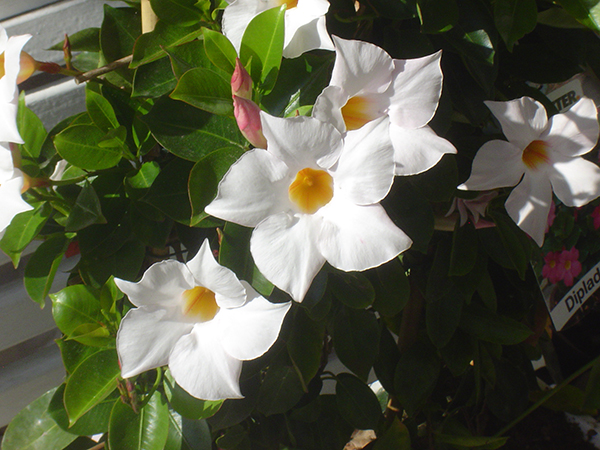 Apartment Hotel Vollumen Garten Bild1